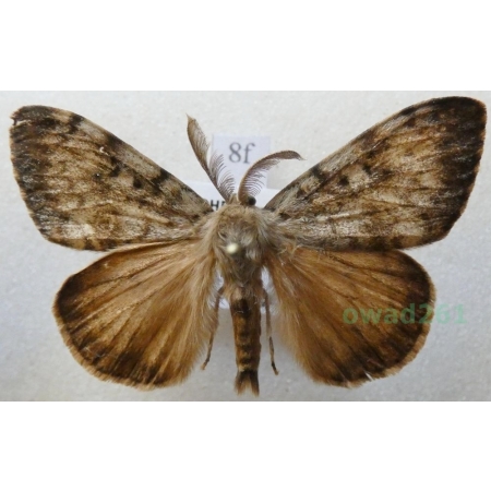 Lymantria dispar (Linnaeus, 1758) male Brudnica nieparka Czech8f